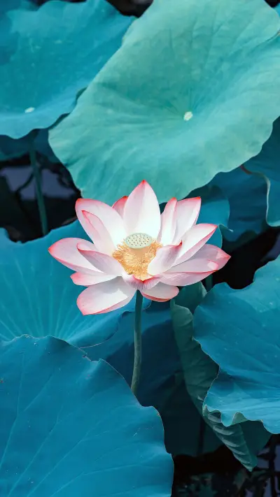 Natsuhi Flower - Screenshot 1