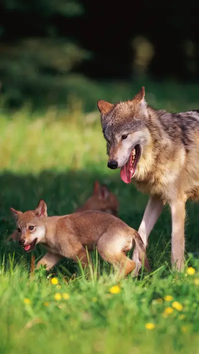 Animals that are good at running - Screenshot 1