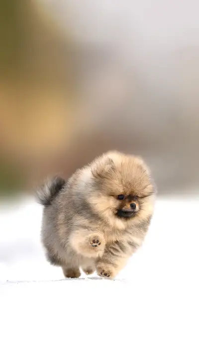 Happy pomeranian spitz puppy playing outdoors in winter