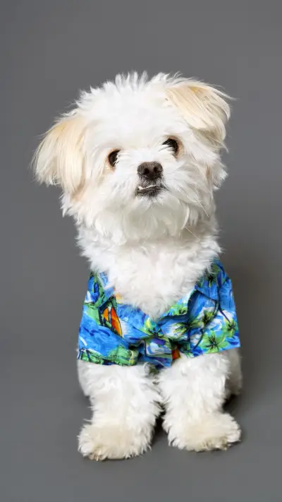 Why cant some dogs sit 30