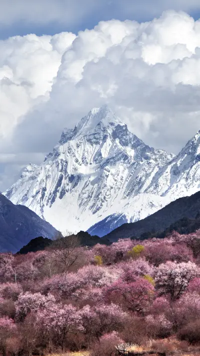 A Spring Dream of Linzhis Peach Blossom Land 9