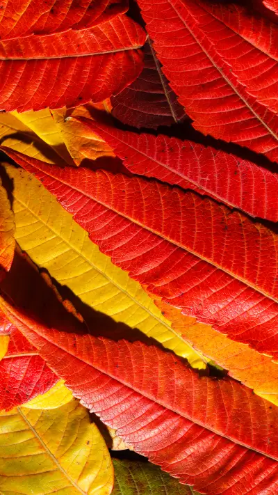 Green eye protection wallpaper