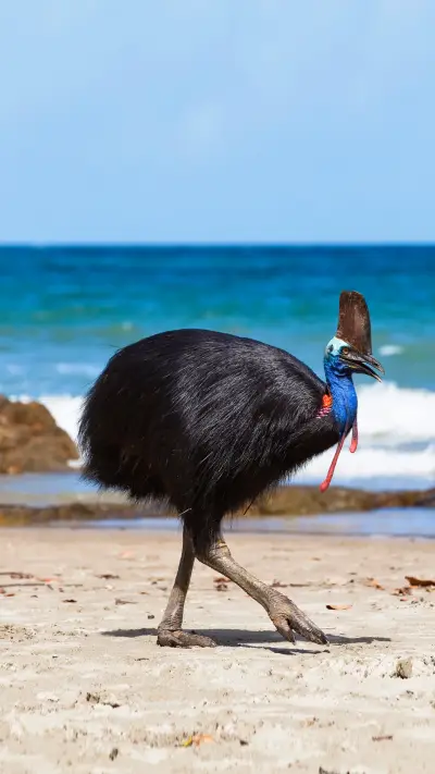 Not a killer bird of chickens