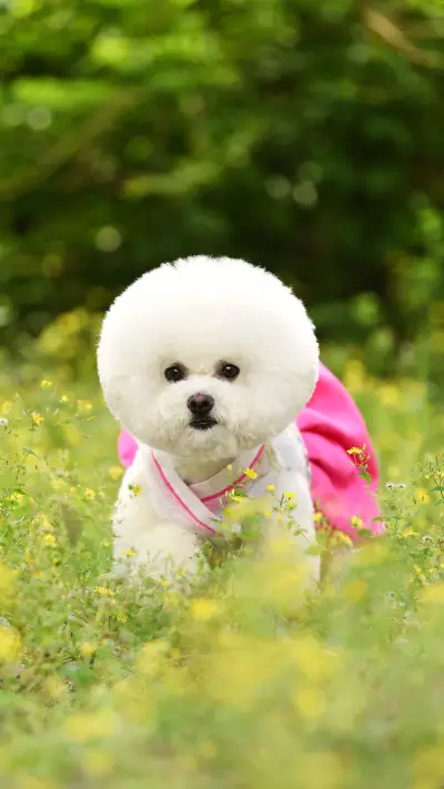 Why Dogs Eat Soil 4 - Screenshot 1