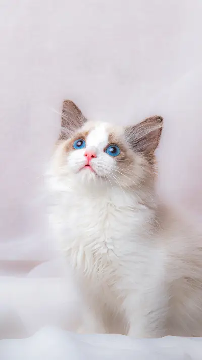 How often does your cat take a bath