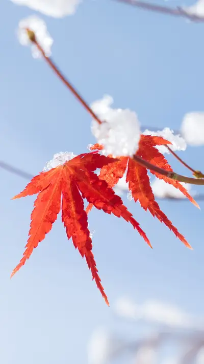 Its snowy until winter 3