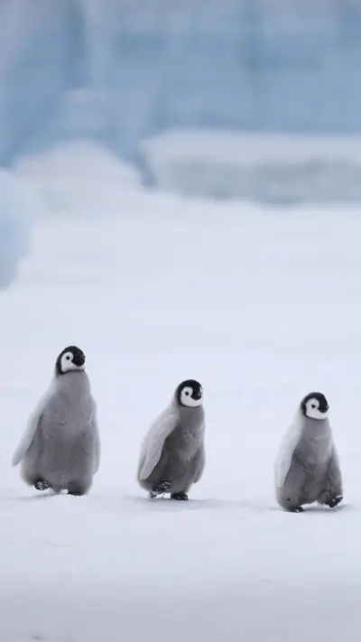 What a cute penguin really looks like 16