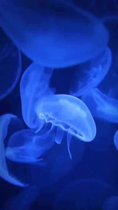 Underwater jellyfish - Screenshot 1