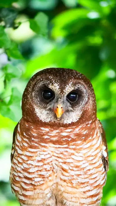 Owl You Need (5)