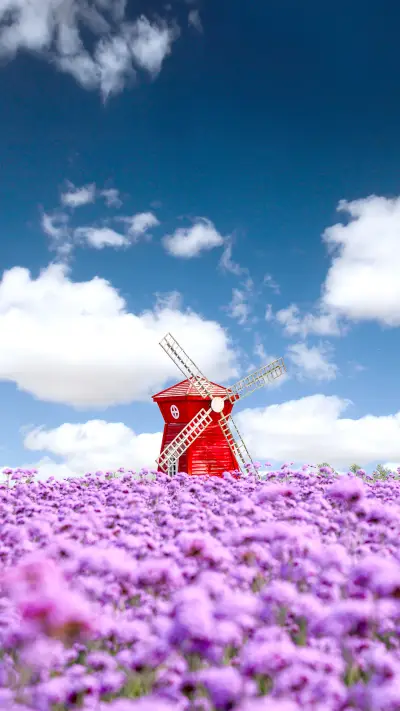 Purple Whiplash Flower Sea