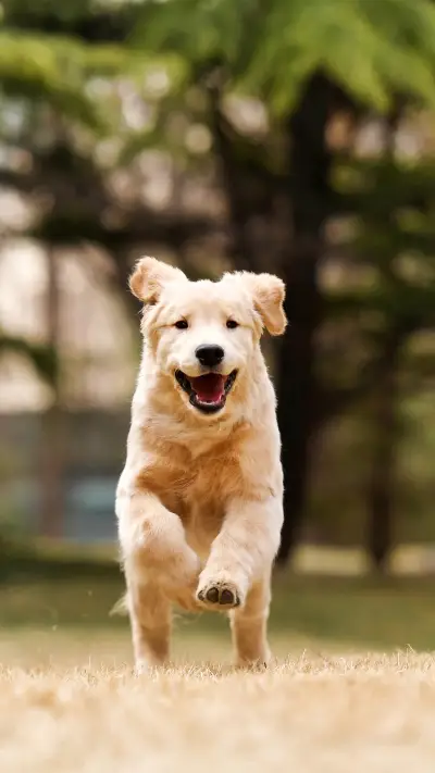 Things necessary for traveling with dogs 49