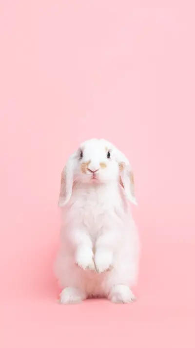 A White Cute  Holland Lop Rabbit Standing On Pink Background - Screenshot 1