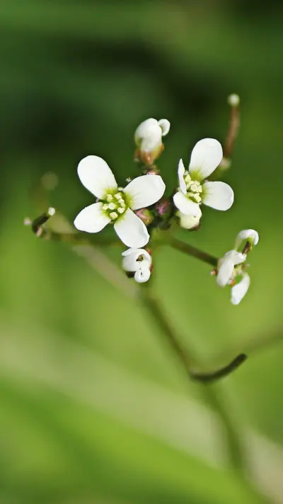 桌面1 - Screenshot 1