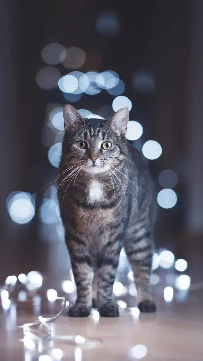 a Cat Standing on the Floor Surrounded by Cold Bokeh Lights