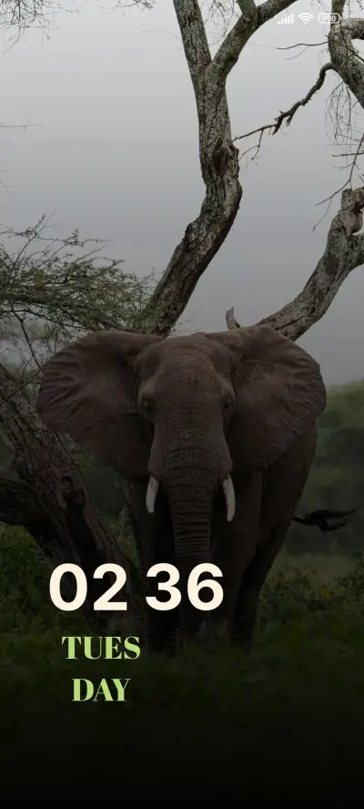 Field Elephant