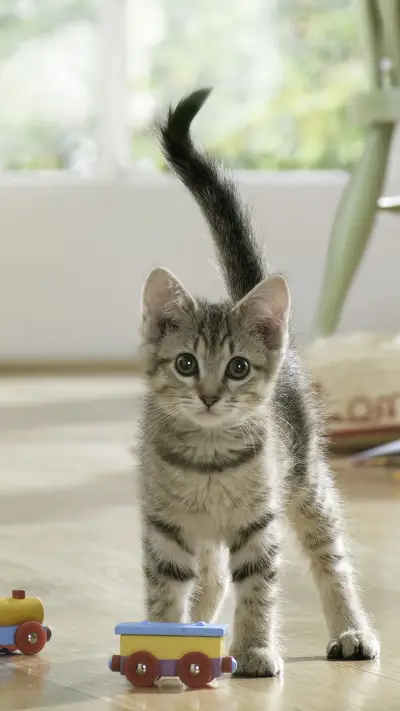 How to clean the litter basin when raising a cat 03