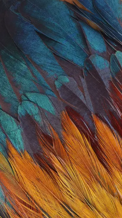 Colorful Feathers, Chicken Feathers Background Texture - Screenshot 1
