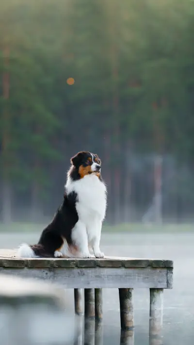 The dog on a wooden bridge on the lake - Screenshot 1