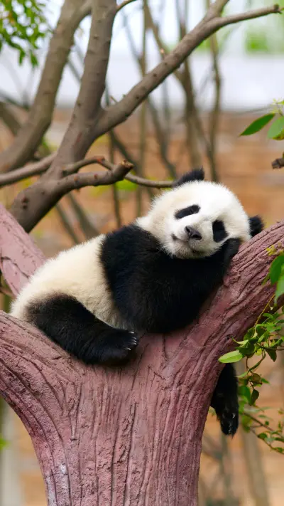 How much does a giant panda sleep - Screenshot 1