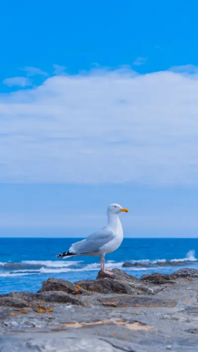 Why do seagulls snatch food