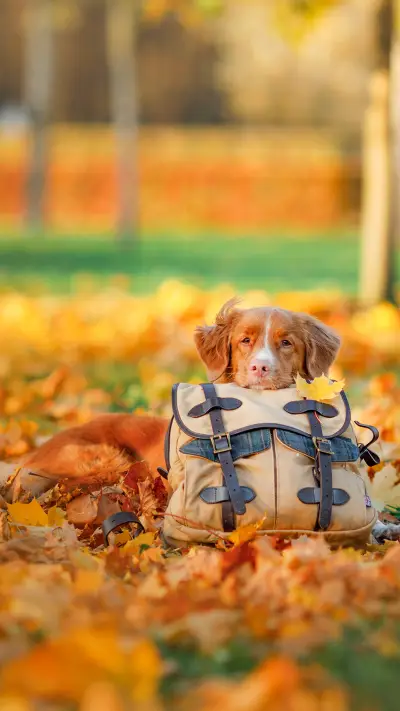 The dog lies on a bag in the autumn in park