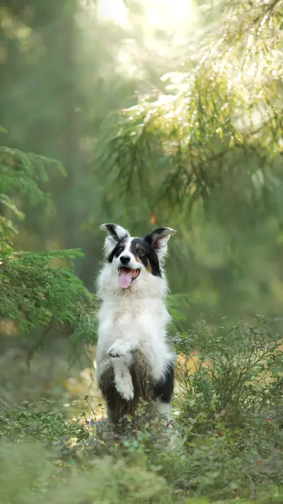 Border Collie