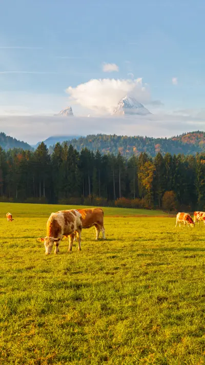 Grasslands and pastures