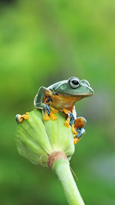 Javan tree frog Flying frog on bud - Screenshot 1