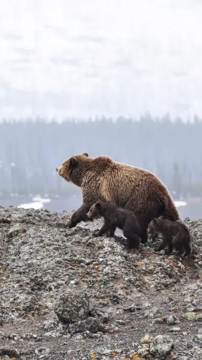 international_bear - Screenshot 1