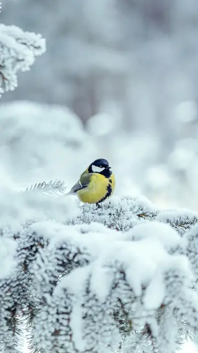 How to protect oneself during the flu season 2