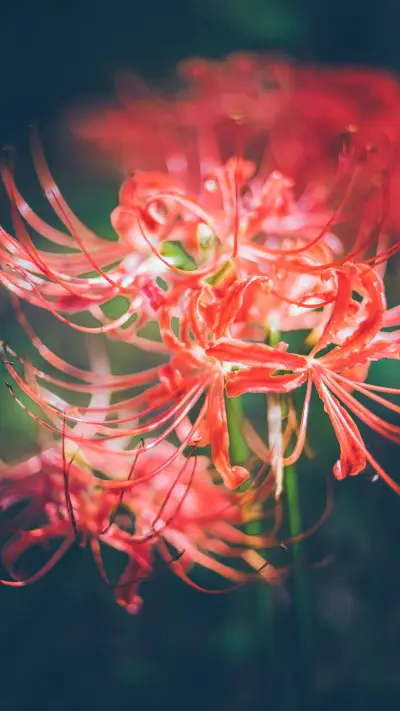 彼岸花 - Screenshot 1