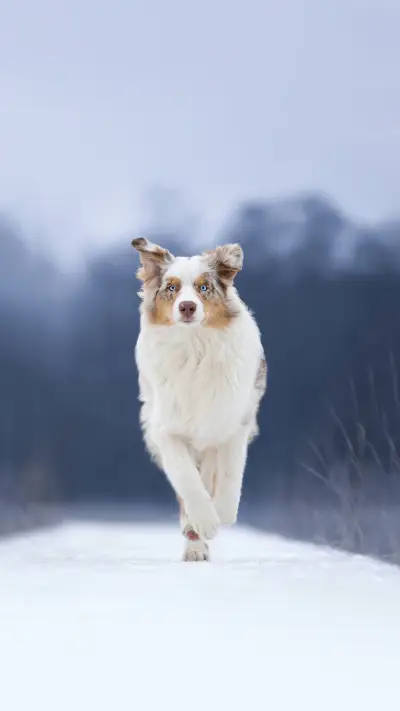 Australian shepherd dog running in snowy landscape