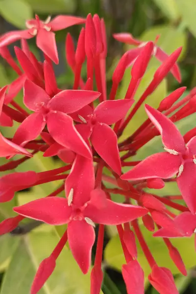 tiny blossoms.jpg