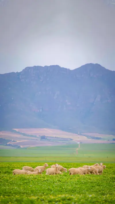 Grasslands and pastures