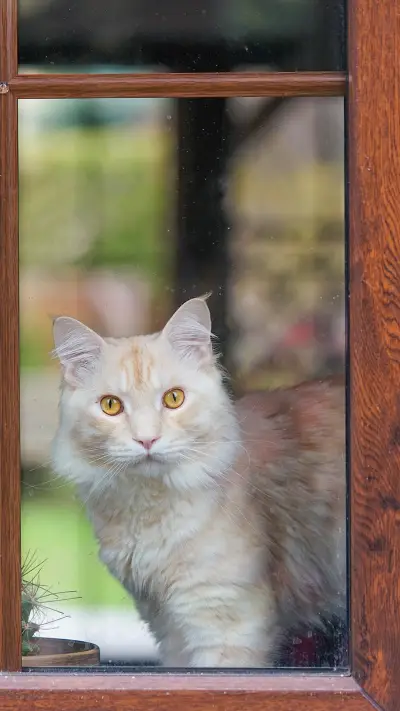 Maine coon cat looks out the window in a country house