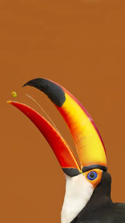 Toco toucan ramphastos toco beak open with tongue visible