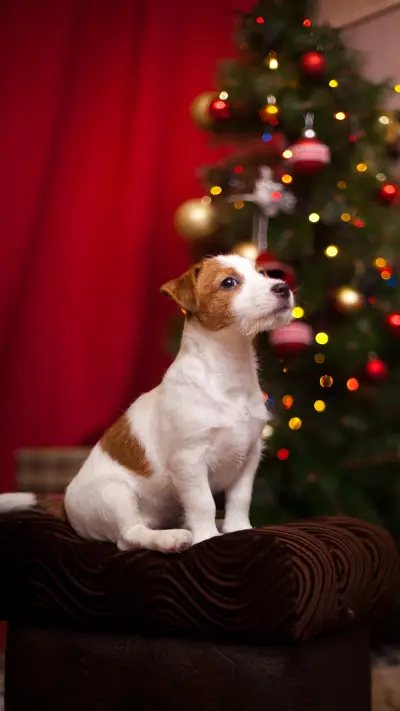 Jack Russell Terrier, holiday, New Year, interior, christmas