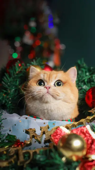 Recognized as the smartest cat