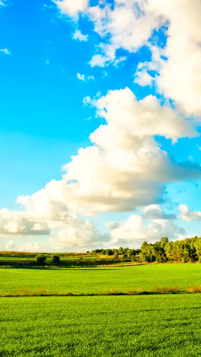 Green grass and blue sky