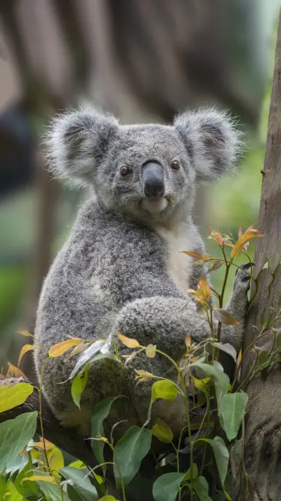 How to weigh a koala 5