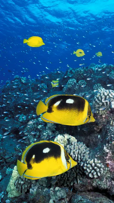 How do marine animals sleep 05