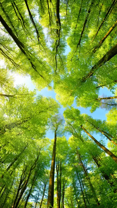 Eye-friendly green forest