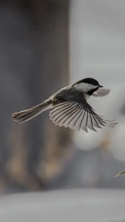 Little Birds Chirping