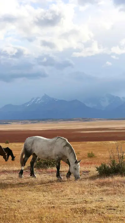 Grassland grazing
