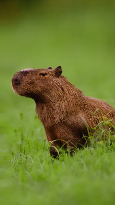 Dumb and cute water porpoise