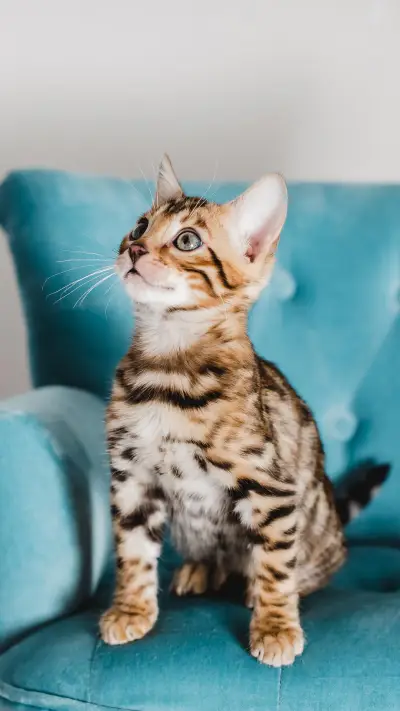 VCG41N859715488 - Screenshot 1