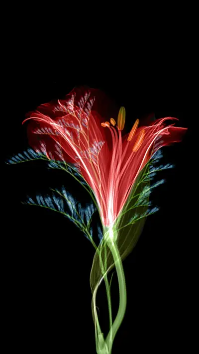 international_flower (2)