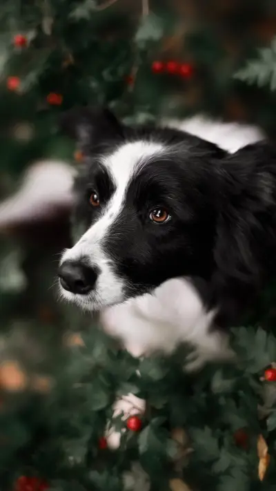 Lovely animals-01 - Screenshot 1