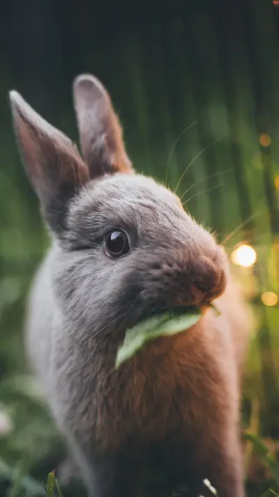 Rabbit (6) - Screenshot 1