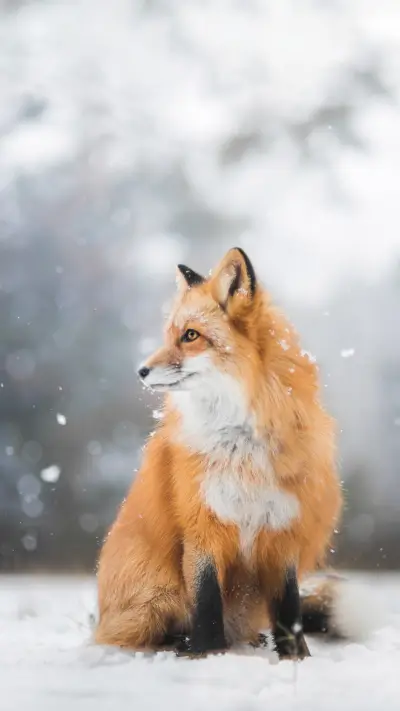 The mystery of animal hibernation